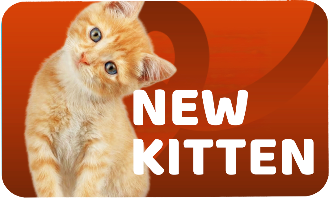 KITTEN