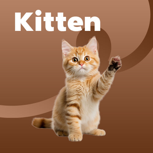 Kitten
