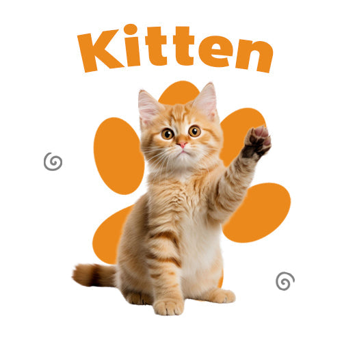 KITTEN